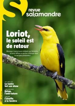 La Salamandre