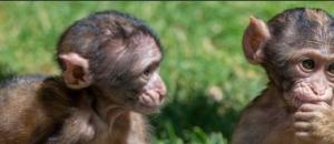 Stage insolite : deux étudiants en Ethologie à la Montagne des Singes